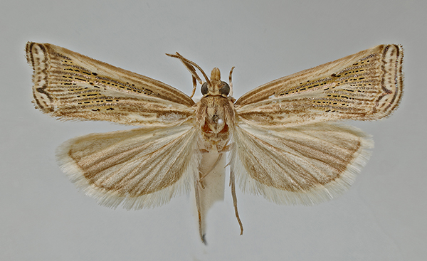 /filer/webapps/moths/media/images/L/lydia_paratype_5113a.jpg