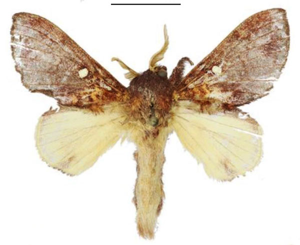 /filer/webapps/moths/media/images/L/lydiae_Hypotrabala_PTM_ANHRT.jpg