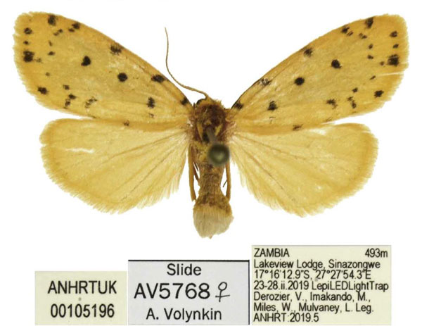 /filer/webapps/moths/media/images/L/lydiae_Siccia_PTF_ANHRT.jpg
