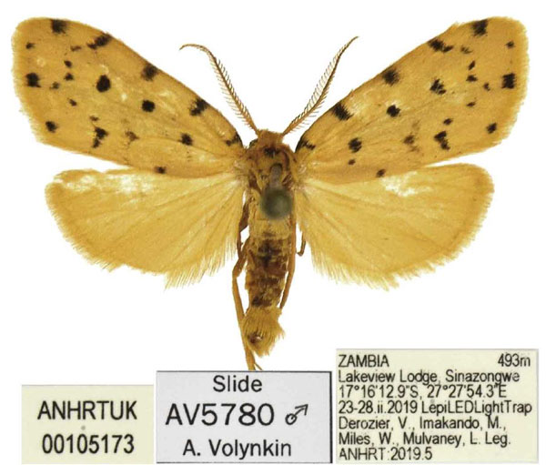 /filer/webapps/moths/media/images/L/lydiae_Siccia_PTM_ANHRT.jpg