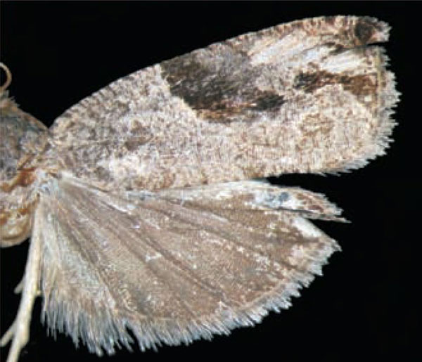 /filer/webapps/moths/media/images/L/lygaria_Megalota_HT_Trematerra.jpg