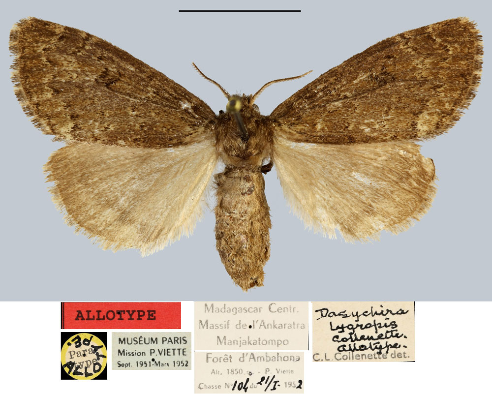 /filer/webapps/moths/media/images/L/lygropis_Dasychira_AT_MNHN.jpg