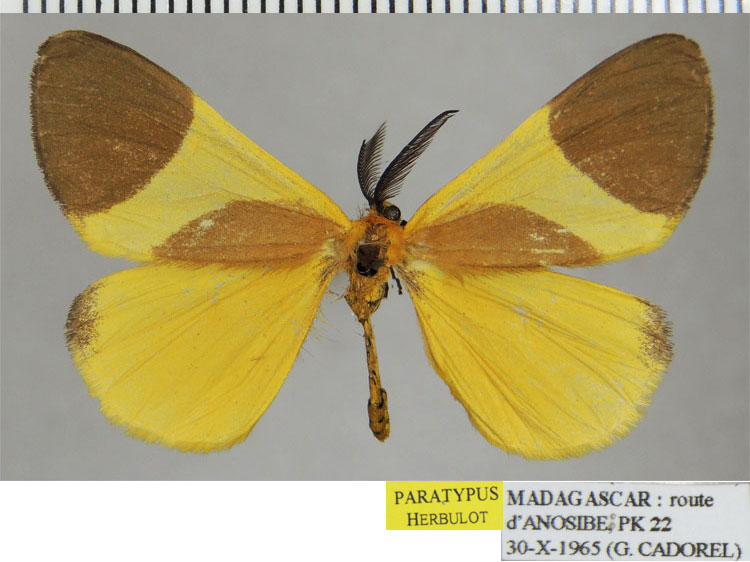 /filer/webapps/moths/media/images/L/lymantrina_Pseudocrocinis_PTM_ZSMa.jpg