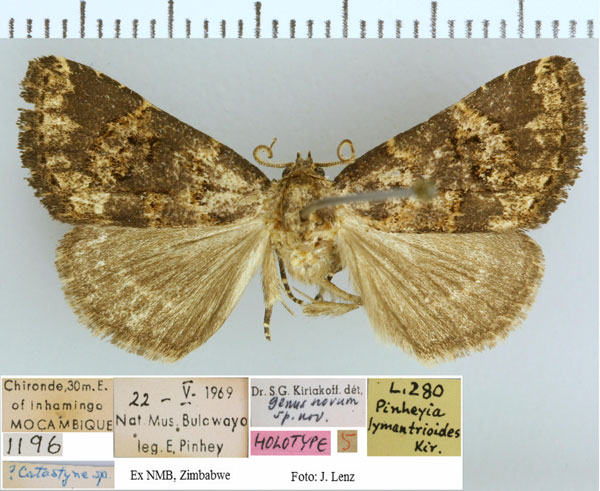 /filer/webapps/moths/media/images/L/lymantrioides_Pinheya_HT_NMB.jpg