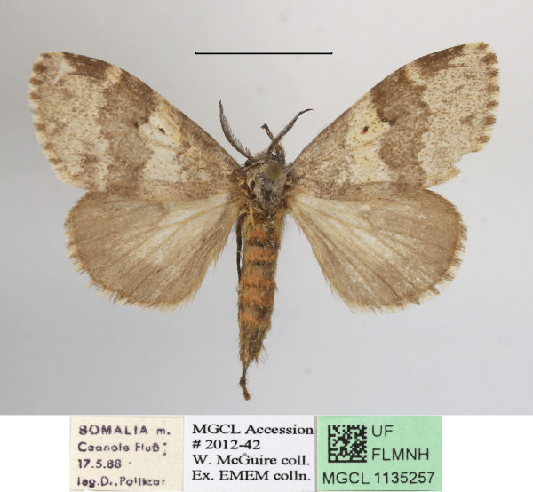 /filer/webapps/moths/media/images/L/lymantrioides_Rhypopteryx_AM_MGCLa_02.JPG