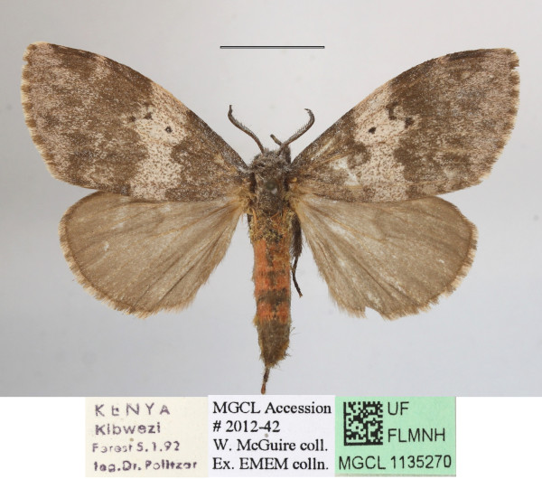 /filer/webapps/moths/media/images/L/lymantrioides_Rhypopteryx_AM_MGCLa_03.JPG