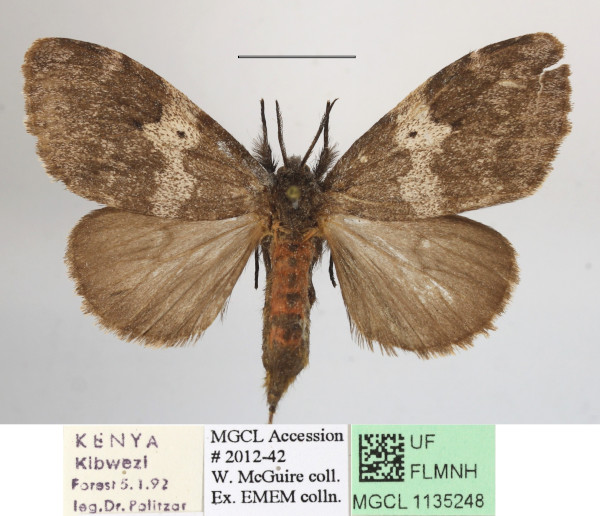 /filer/webapps/moths/media/images/L/lymantrioides_Rhypopteryx_AM_MGCLa_04.JPG