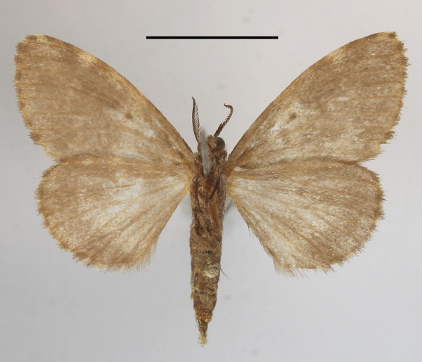 /filer/webapps/moths/media/images/L/lymantrioides_Rhypopteryx_AM_MGCLb_01.JPG