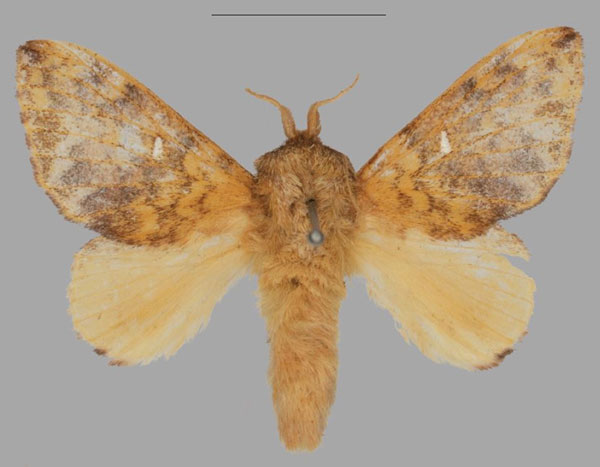 /filer/webapps/moths/media/images/L/lyovushkini_Hypotrabala_HT_Mueller.jpg