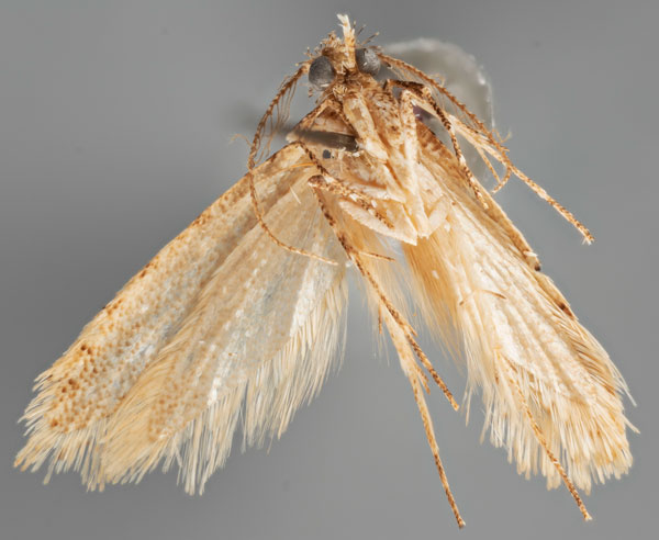 /filer/webapps/moths/media/images/M/maacki_Pseudurgis_HT_MfNb.jpg