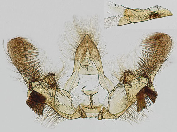 /filer/webapps/moths/media/images/M/mabalingwae_Afroploce_GMHT_TMSA.jpg