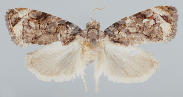 /filer/webapps/moths/media/images/M/mabalingwae_Afroploce_HT_TMSA.jpg