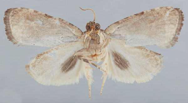 /filer/webapps/moths/media/images/M/mabalingwae_Afroploce_HT_TMSAa.jpg