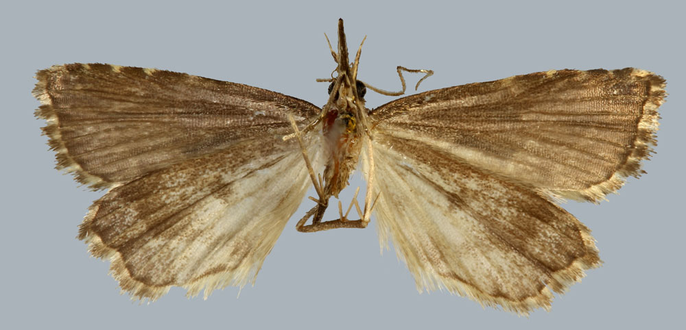 /filer/webapps/moths/media/images/M/mabillealis_Madopa_HT_MNHNb.jpg