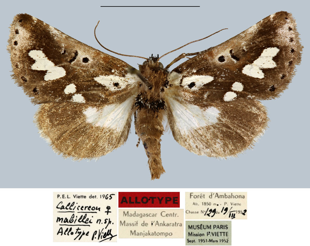 /filer/webapps/moths/media/images/M/mabillei_Callicereon_AT_MNHN.jpg
