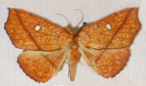 /filer/webapps/moths/media/images/M/mabillei_Cryptomeria_AF_MNHN.jpg
