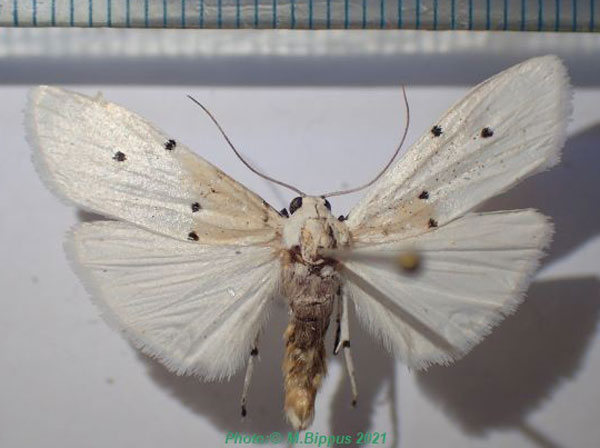 /filer/webapps/moths/media/images/M/mabillei_Eilema_AM_Bippus.jpg