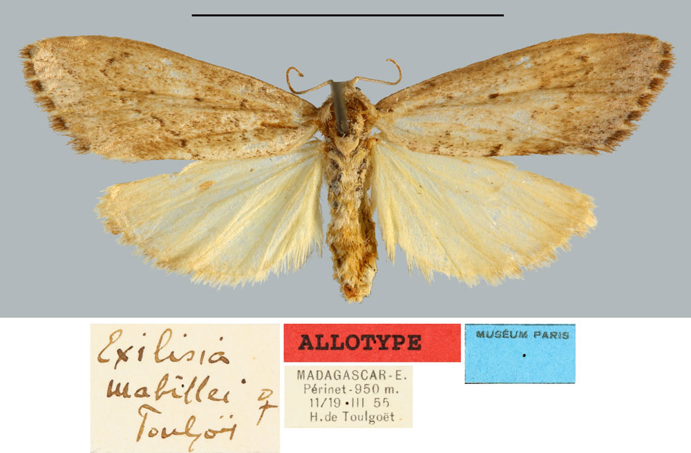 /filer/webapps/moths/media/images/M/mabillei_Exilisia_AT_MNHN.jpg
