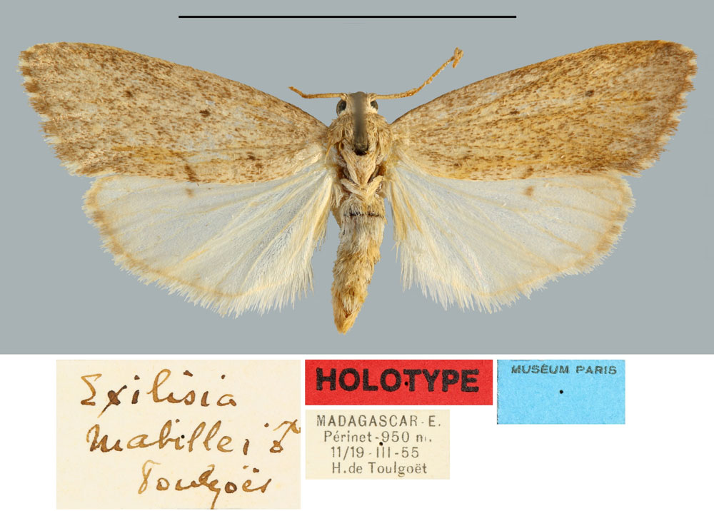 /filer/webapps/moths/media/images/M/mabillei_Exilisia_HT_MNHN.jpg