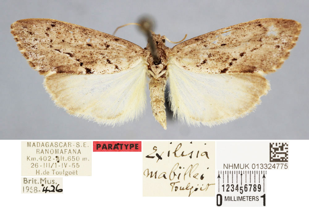 /filer/webapps/moths/media/images/M/mabillei_Exilisia_PT_BMNH.jpg