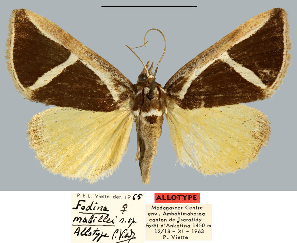 /filer/webapps/moths/media/images/M/mabillei_Fodina_AT_MNHN.jpg