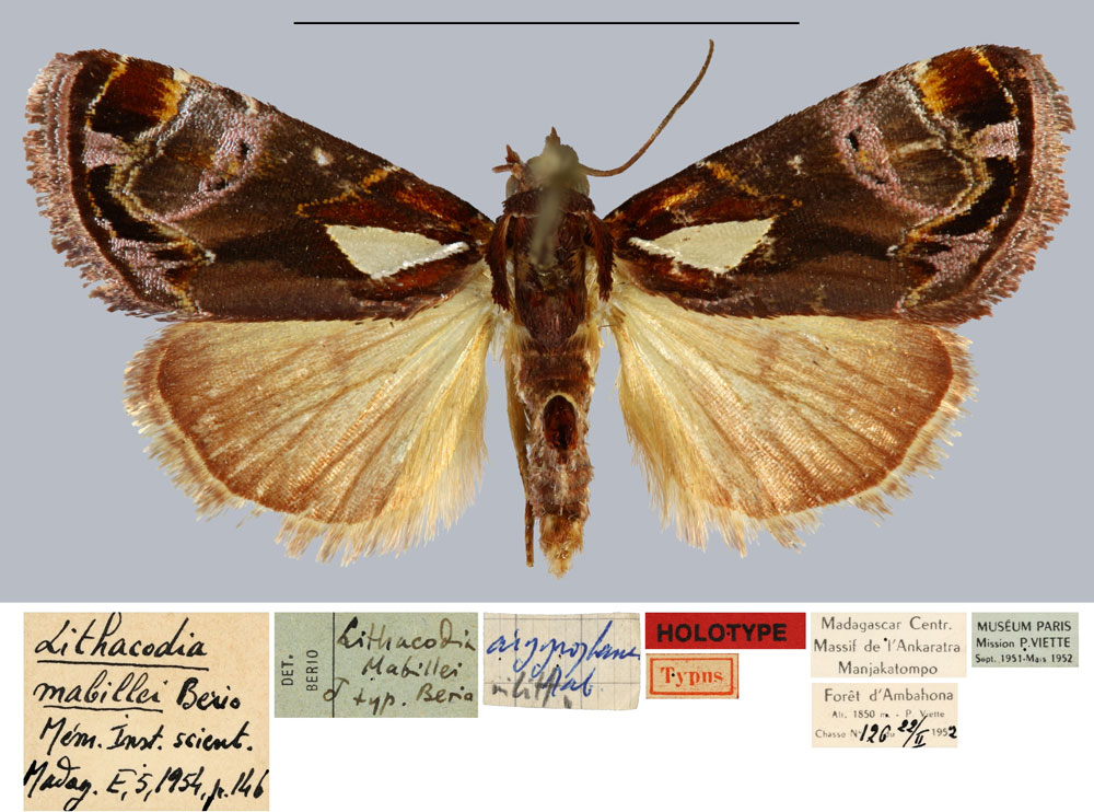 /filer/webapps/moths/media/images/M/mabillei_Lithacodia_HT_MNHN.jpg