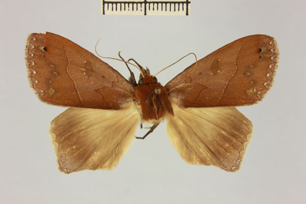 /filer/webapps/moths/media/images/M/mabillei_Stenopis_AM_MNHN_Viettea.jpg