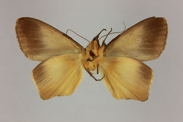 /filer/webapps/moths/media/images/M/mabillei_Stenopis_AM_MNHN_Vietteb.jpg
