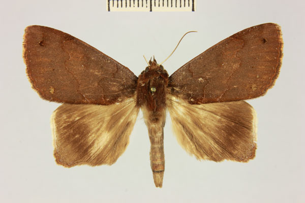 /filer/webapps/moths/media/images/M/mabillei_Stenopis_AM_MNHNa.jpg