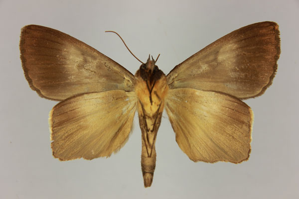 /filer/webapps/moths/media/images/M/mabillei_Stenopis_AM_MNHNb.jpg