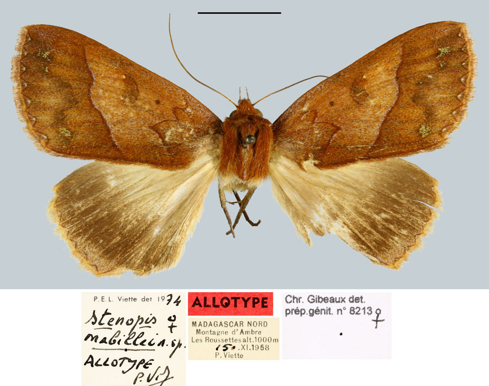 /filer/webapps/moths/media/images/M/mabillei_Stenopis_AT_MNHNa.jpg