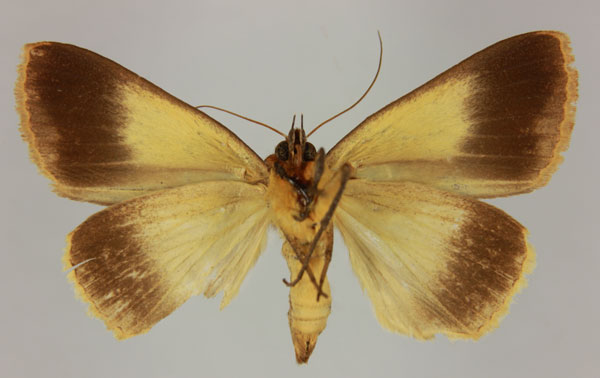 /filer/webapps/moths/media/images/M/mabillei_Stenopis_AT_MNHNb.jpg