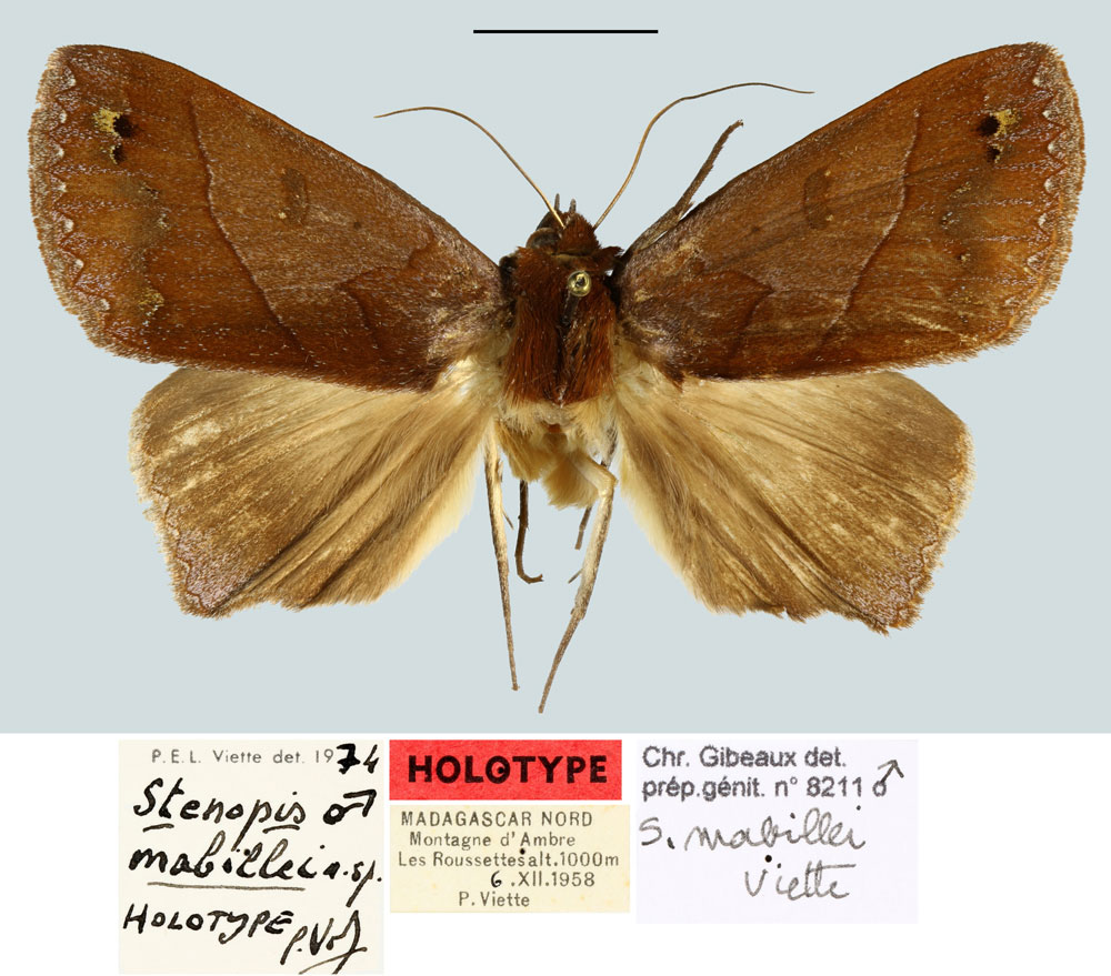 /filer/webapps/moths/media/images/M/mabillei_Stenopis_HT_MNHNa.jpg