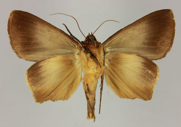 /filer/webapps/moths/media/images/M/mabillei_Stenopis_HT_MNHNb.jpg