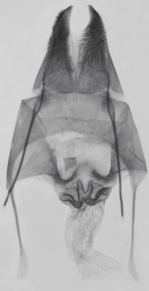 /filer/webapps/moths/media/images/M/mabira_Sesamia_GFPT_MNHN_438.jpg