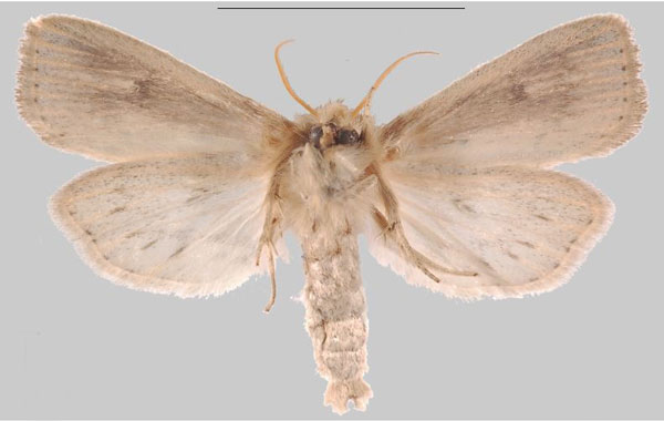 /filer/webapps/moths/media/images/M/mabira_Sesamia_HT_MNHNb.jpg