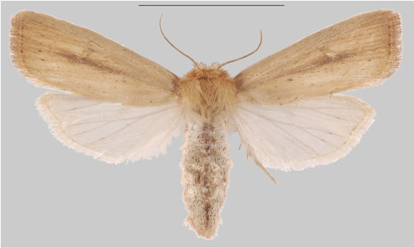 /filer/webapps/moths/media/images/M/mabira_Sesamia_PTF_MNHNa.jpg