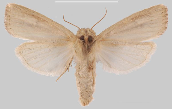 /filer/webapps/moths/media/images/M/mabira_Sesamia_PTF_MNHNb.jpg