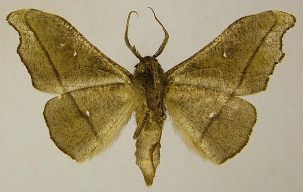 /filer/webapps/moths/media/images/M/mabira_Sphingomima_AM_ZSMb.jpg