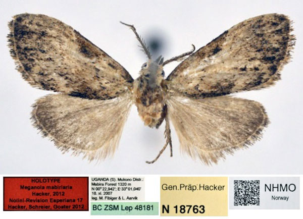 /filer/webapps/moths/media/images/M/mabiriaria_Meganola_HT_NHMO.jpg