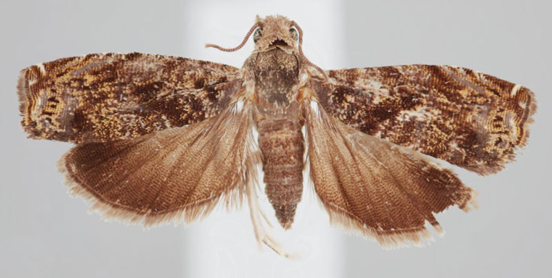 /filer/webapps/moths/media/images/M/macabensis_Eucosmocydia_HT_USNM.jpg