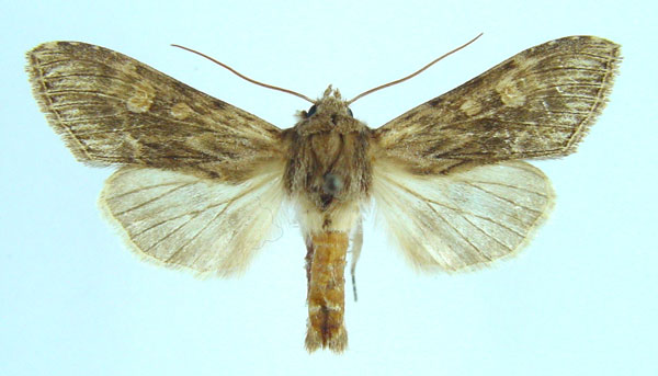 /filer/webapps/moths/media/images/M/macara_Cucullia_AF_Legrain.jpg