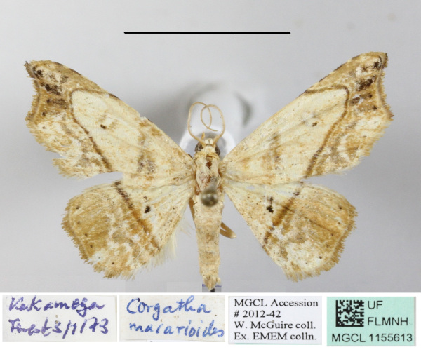 /filer/webapps/moths/media/images/M/macariodes_Cautatha_A_MGCLa_01.JPG