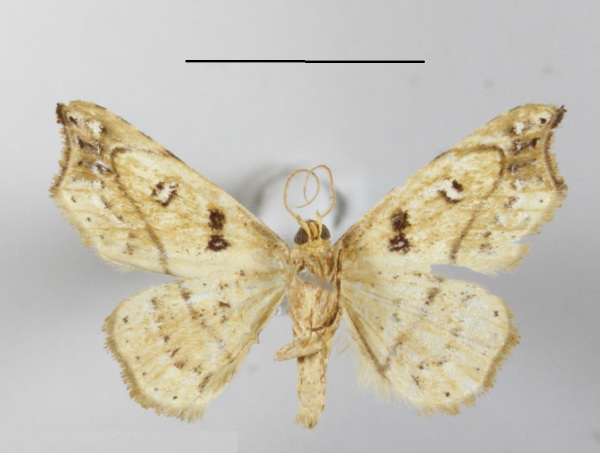 /filer/webapps/moths/media/images/M/macariodes_Cautatha_A_MGCLb_01.JPG