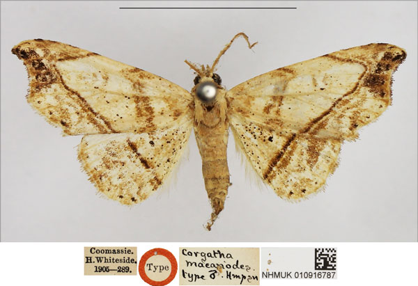 /filer/webapps/moths/media/images/M/macariodes_Corgatha_HT_NHMUK.jpg