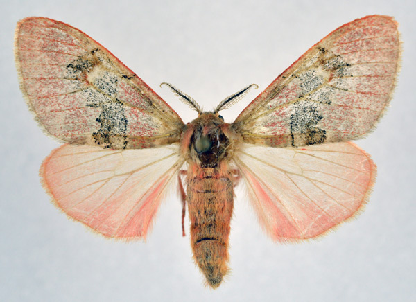 /filer/webapps/moths/media/images/M/macarthuri_Rhypopteryx_AF_NHMO.jpg