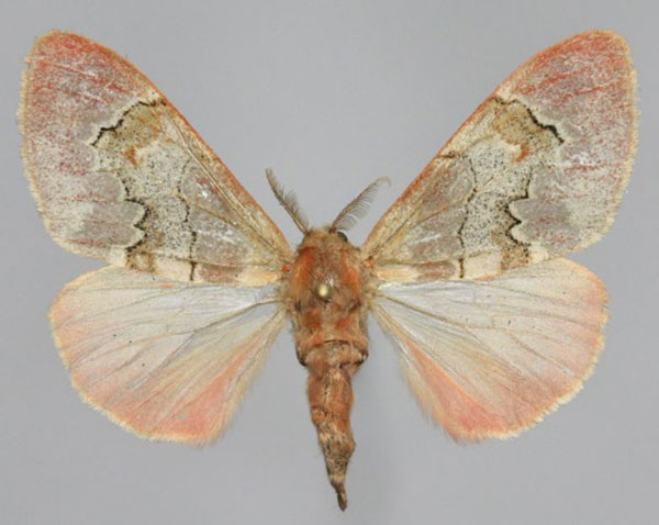 /filer/webapps/moths/media/images/M/macarthuri_Rhypopteryx_AF_Romyalda.jpg