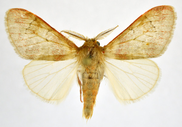 /filer/webapps/moths/media/images/M/macarthuri_Rhypopteryx_AM_NHMO.jpg