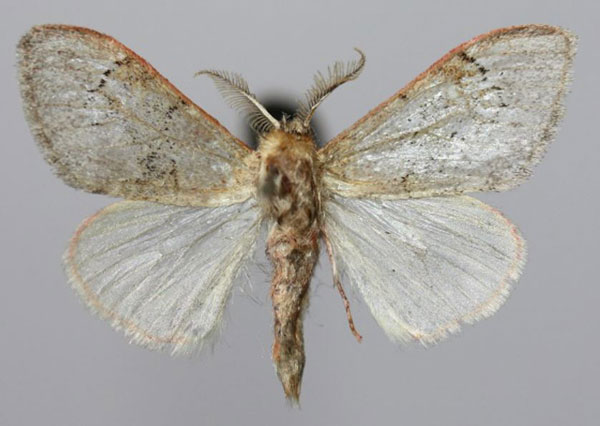 /filer/webapps/moths/media/images/M/macarthuri_Rhypopteryx_AM_Yakovleva.jpg