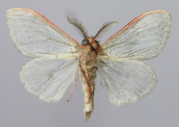 /filer/webapps/moths/media/images/M/macarthuri_Rhypopteryx_AM_Yakovlevb.jpg